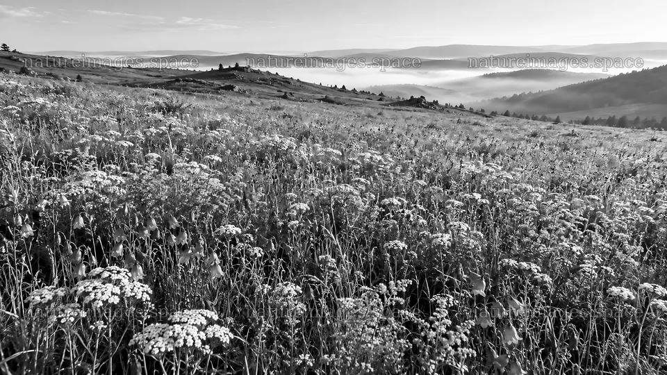 Morning Mist over a Wildflower Meadow – nature images 10324x5812